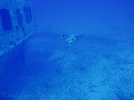 Scuba diving hawaii shark rainbowscuba -11