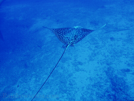 Scuba diving hawaii shark rainbowscuba -12