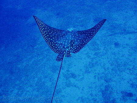 Scuba diving hawaii shark rainbowscuba -13