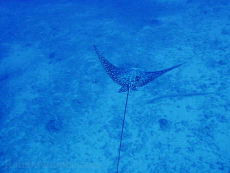 Scuba diving hawaii shark rainbowscuba -14