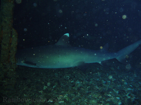 Scuba diving hawaii shark rainbowscuba -18