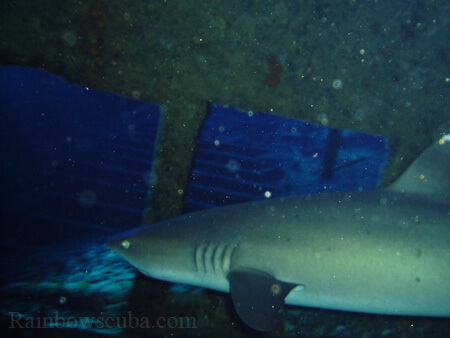 Scuba diving hawaii shark rainbowscuba -19