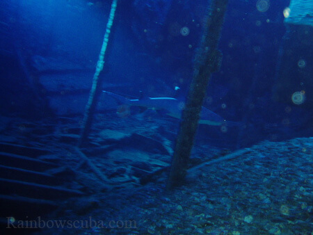 Scuba diving hawaii shark rainbowscuba -20