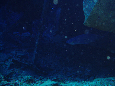 Scuba diving hawaii shark rainbowscuba -21