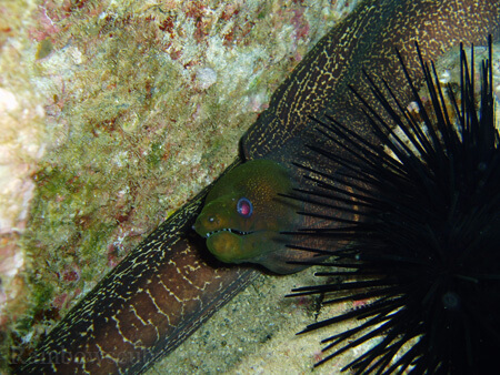 Scuba diving hawaii shark rainbowscuba -28