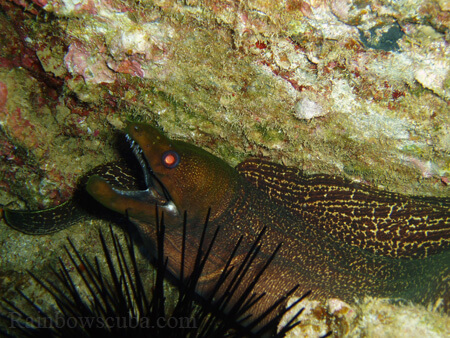 Scuba diving hawaii shark rainbowscuba -29