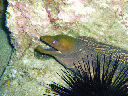 Scuba diving hawaii shark rainbowscuba -30
