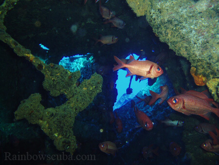 Scuba diving hawaii shark rainbowscuba -31