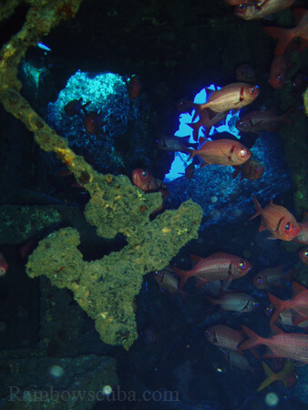 Scuba diving hawaii shark rainbowscuba -32