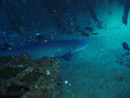 Scuba diving hawaii shark rainbowscuba -39