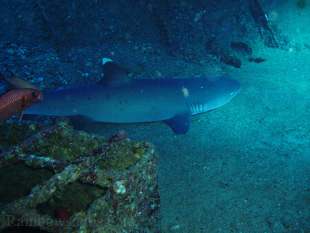 Scuba diving hawaii shark rainbowscuba -40