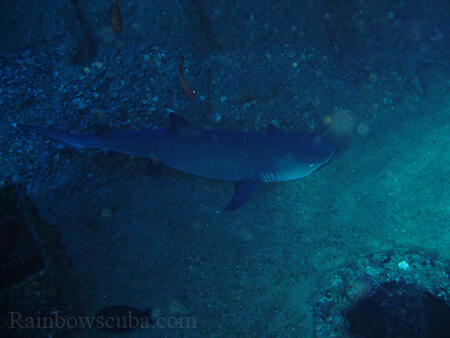 Scuba diving hawaii shark rainbowscuba -41