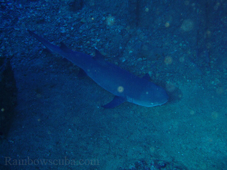Scuba diving hawaii shark rainbowscuba -42