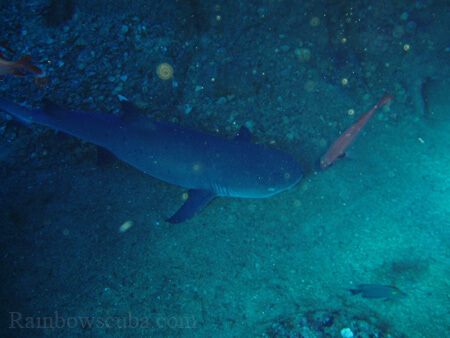 Scuba diving hawaii shark rainbowscuba -43