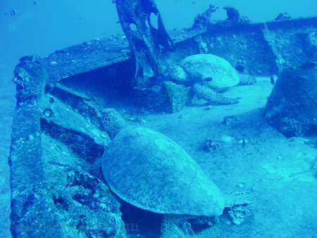 Scuba diving hawaii shark rainbowscuba -48