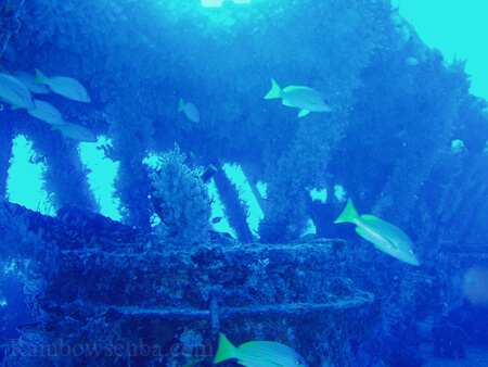 Scuba diving hawaii shark rainbowscuba -59