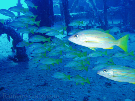 Scuba diving hawaii shark rainbowscuba -61