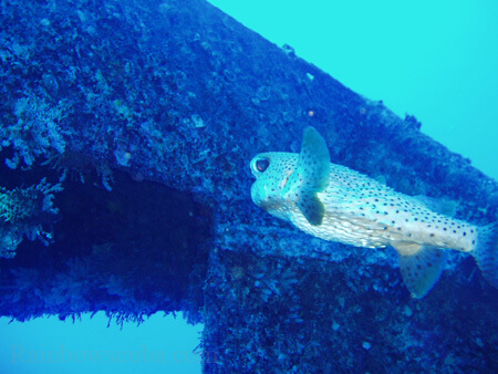 Scuba diving hawaii shark rainbowscuba -62