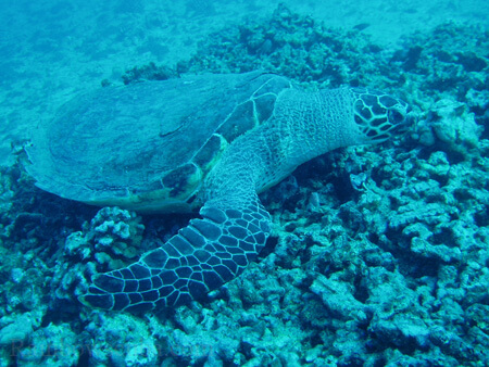 Scuba diving hawaii shark rainbowscuba -78