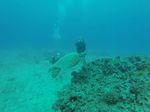 Hawaii Scuba divng 66