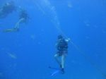 Hawaii Scuba divng 44