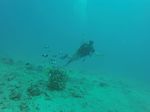 Hawaii Scuba divng 04