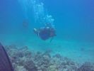 Hawaii Scuba divng 16