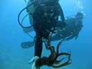 Hawaii Scuba diving 70