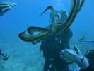 Hawaii Scuba diving 31