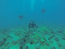 Hawaii Scuba diving 19