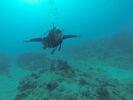Hawaii Scuba diving 29