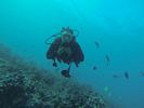 Hawaii Scuba diving 58