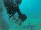 Hawaii Scuba diving 67