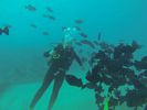 Hawaii Scuba diving 07