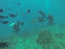 Hawaii Scuba diving 44