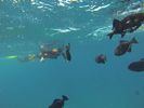 Hawaii Scuba diving 73