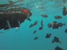 Hawaii Scuba diving 75