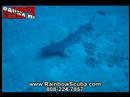 Scuba video, Sharks in Hawaii, Scuba diving Oahu