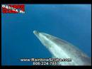 Scuba video, Hawaii Dolphin Encounter aboard the Kahala Kai