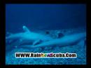 Scuba video, Scuba Diving With Sharks in HAWAII OAHU
