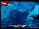 Scuba video, Scuba diving in Hawaii Shipwreck adventure - Octopus
