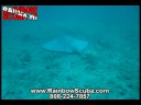Scuba video, Deadly stingray encounter on Hawaii Scuba diving adventure