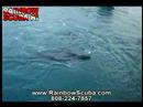 Scuba video, monk seals in Hawaii with scuba diving with Rainbowscuba.com 