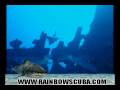 Scuba video, Shark Diving in Hawaii, Scuba Diving Honolulu
