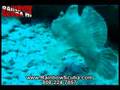 Scuba video, Hawaii frog fish on kewalo pipe