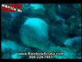 Scuba video, Moray eel attacks camera - scuba diving in Hawaii