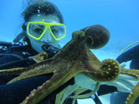Oahu Scuba Diving