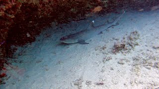 Advanced shipwreck diving in Honolulu