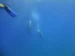 Hawaii Scuba divng 33
