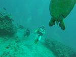 Hawaii Scuba divng 88